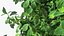 Holly Tree