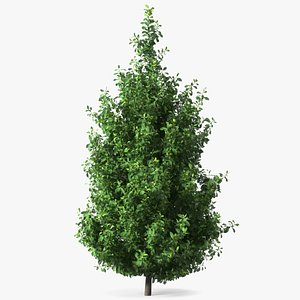 Holly Tree 3D model