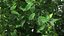 Holly Tree
