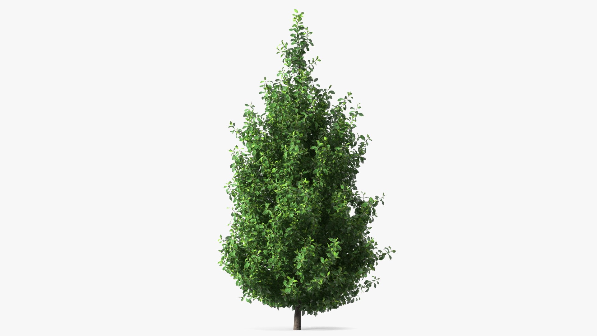 Holly Tree 3D model preview