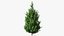 Holly Tree