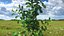 Holly Tree