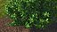 Holly Tree