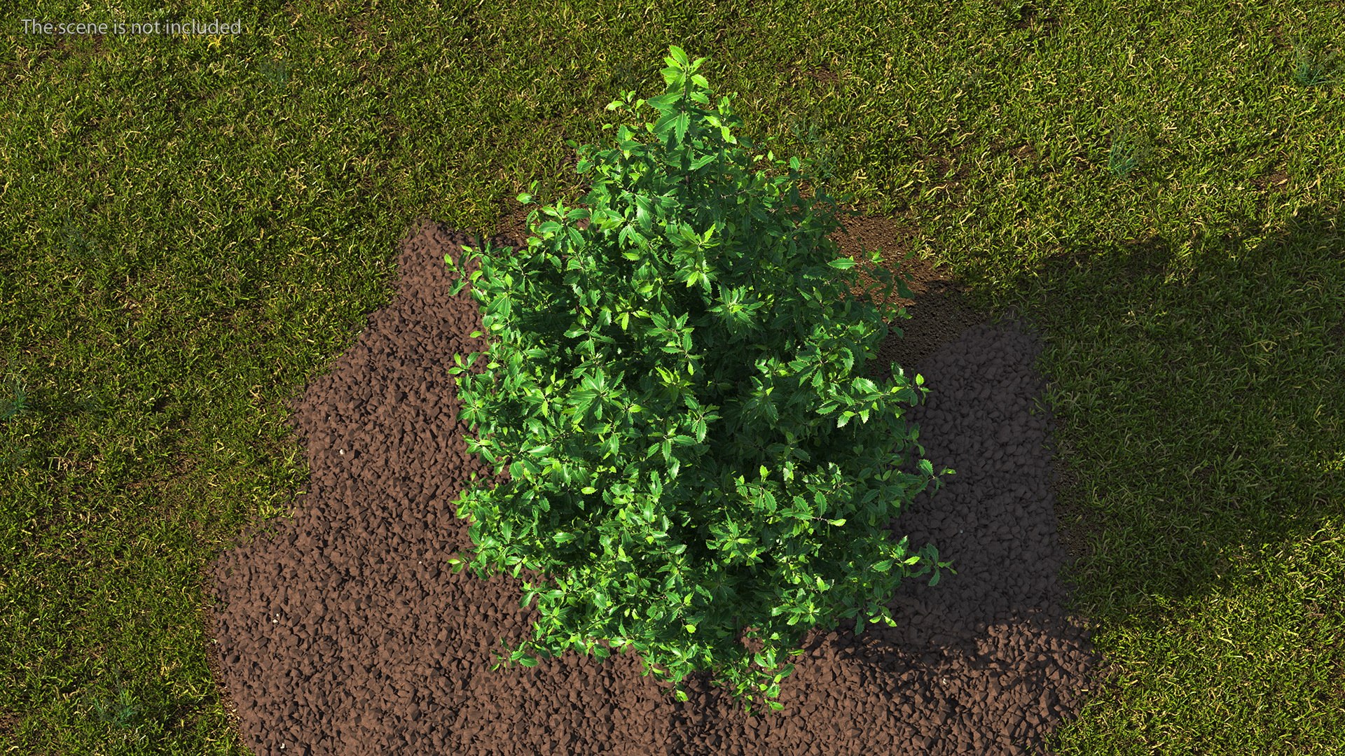 Holly Tree 3D model https://p.turbosquid.com/ts-thumb/q2/Fl6mbo/Yv/hollytree3dsmodel005/jpg/1647638931/1920x1080/fit_q87/48997af3fadfe83d350b5904f8eb07711fc2f367/hollytree3dsmodel005.jpg