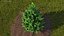Holly Tree