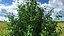 Holly Tree