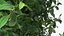 Holly Tree