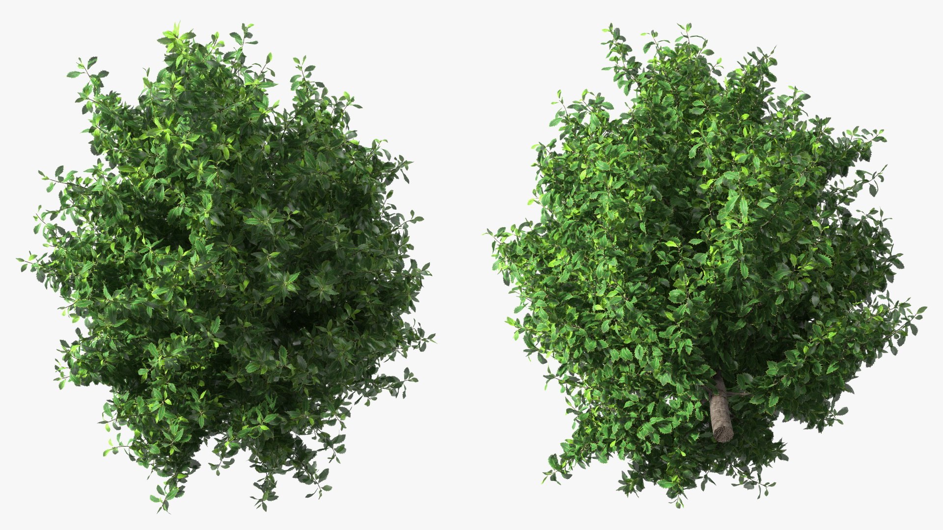 Holly Tree 3D model https://p.turbosquid.com/ts-thumb/q2/Fl6mbo/hk/hollytree3dsmodel008/jpg/1647638940/1920x1080/fit_q87/bd4228bca583ac43e6d4bc265f82427a1430e994/hollytree3dsmodel008.jpg