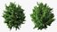 Holly Tree