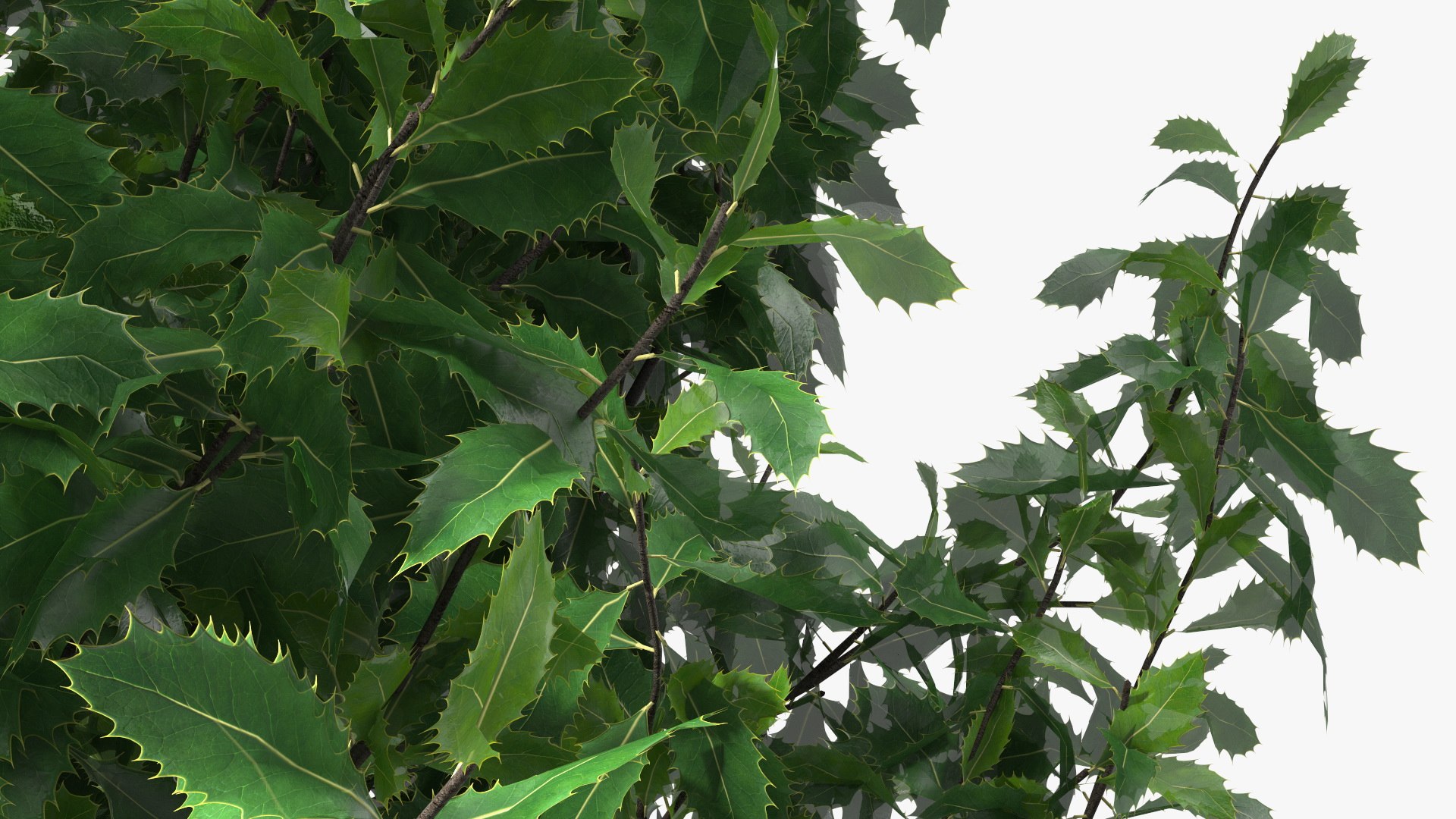 Holly Tree 3D model https://p.turbosquid.com/ts-thumb/q2/Fl6mbo/qm/hollytree3dsmodel012/jpg/1647638954/1920x1080/fit_q87/50d1f3e0d352d3b2b558927aeeaaa7770ce408c5/hollytree3dsmodel012.jpg