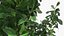 Holly Tree