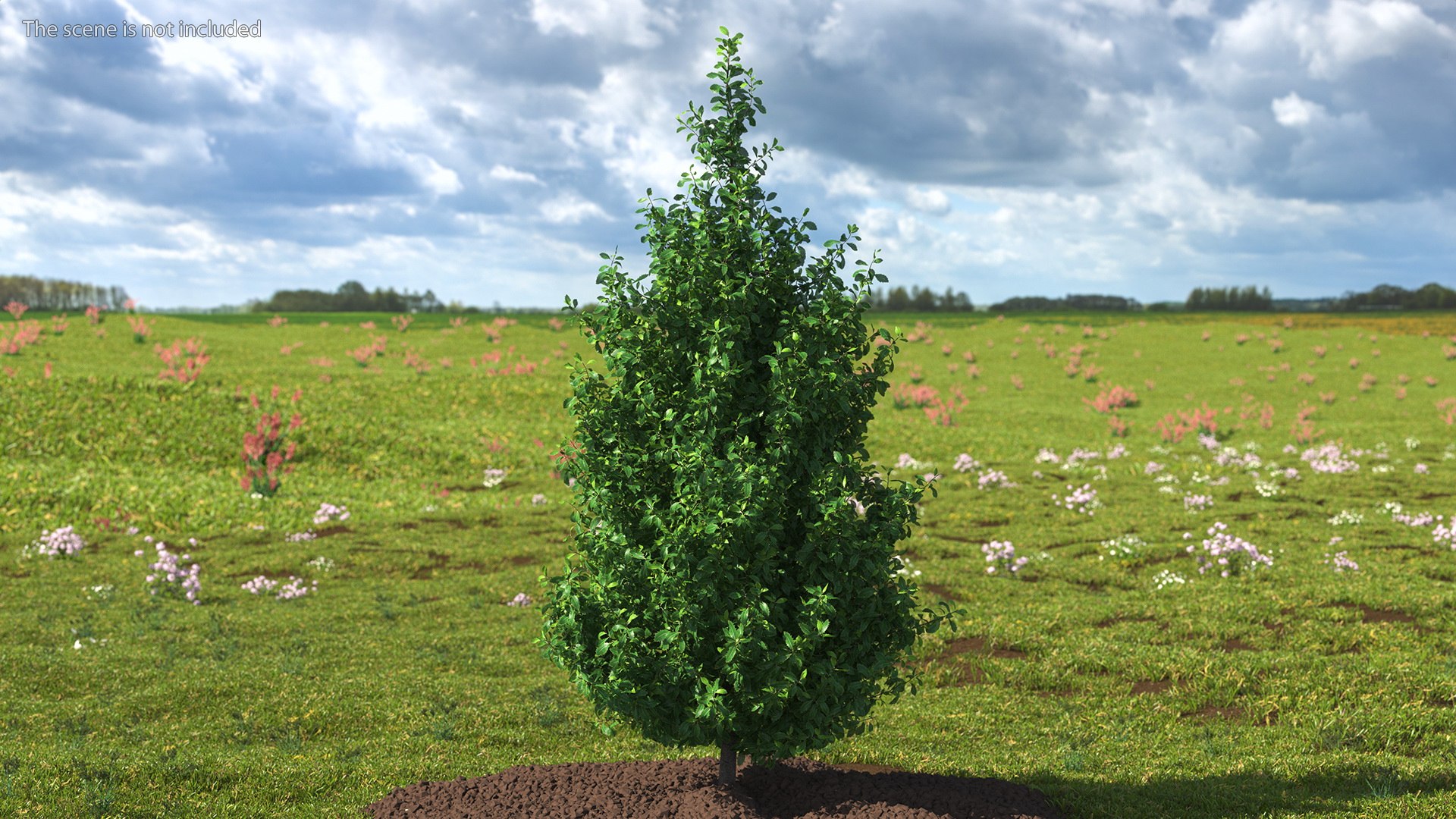 Holly Tree 3D model https://p.turbosquid.com/ts-thumb/q2/Fl6mbo/sU/hollytree3dsmodel002/jpg/1647638922/1920x1080/fit_q87/c73983c6ca7da083b95bb03459e75291fcafe1e0/hollytree3dsmodel002.jpg