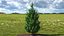 Holly Tree