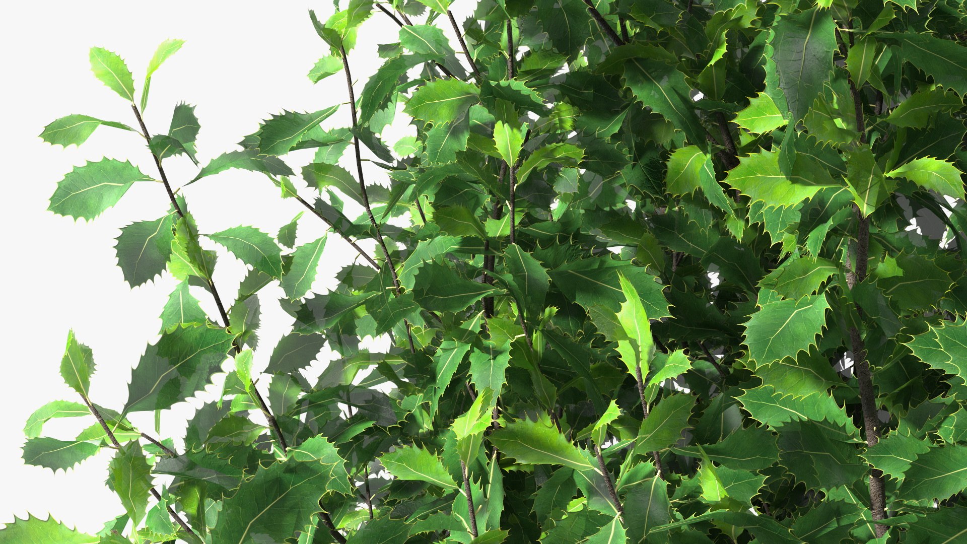 Holly Tree 3D model https://p.turbosquid.com/ts-thumb/q2/Fl6mbo/zy/hollytree3dsmodel010/jpg/1647638947/1920x1080/fit_q87/35cf3d2e74eee5b489ef2d6e8c81669fd9bf1b0d/hollytree3dsmodel010.jpg
