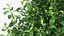 Holly Tree