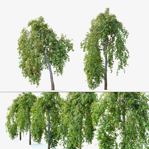 Zwei weinender Baum 3D-Modell - TurboSquid 1949439