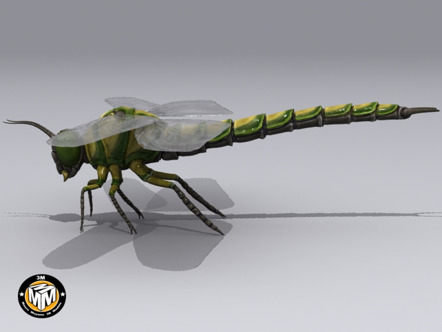 Max Insect Carboniferous