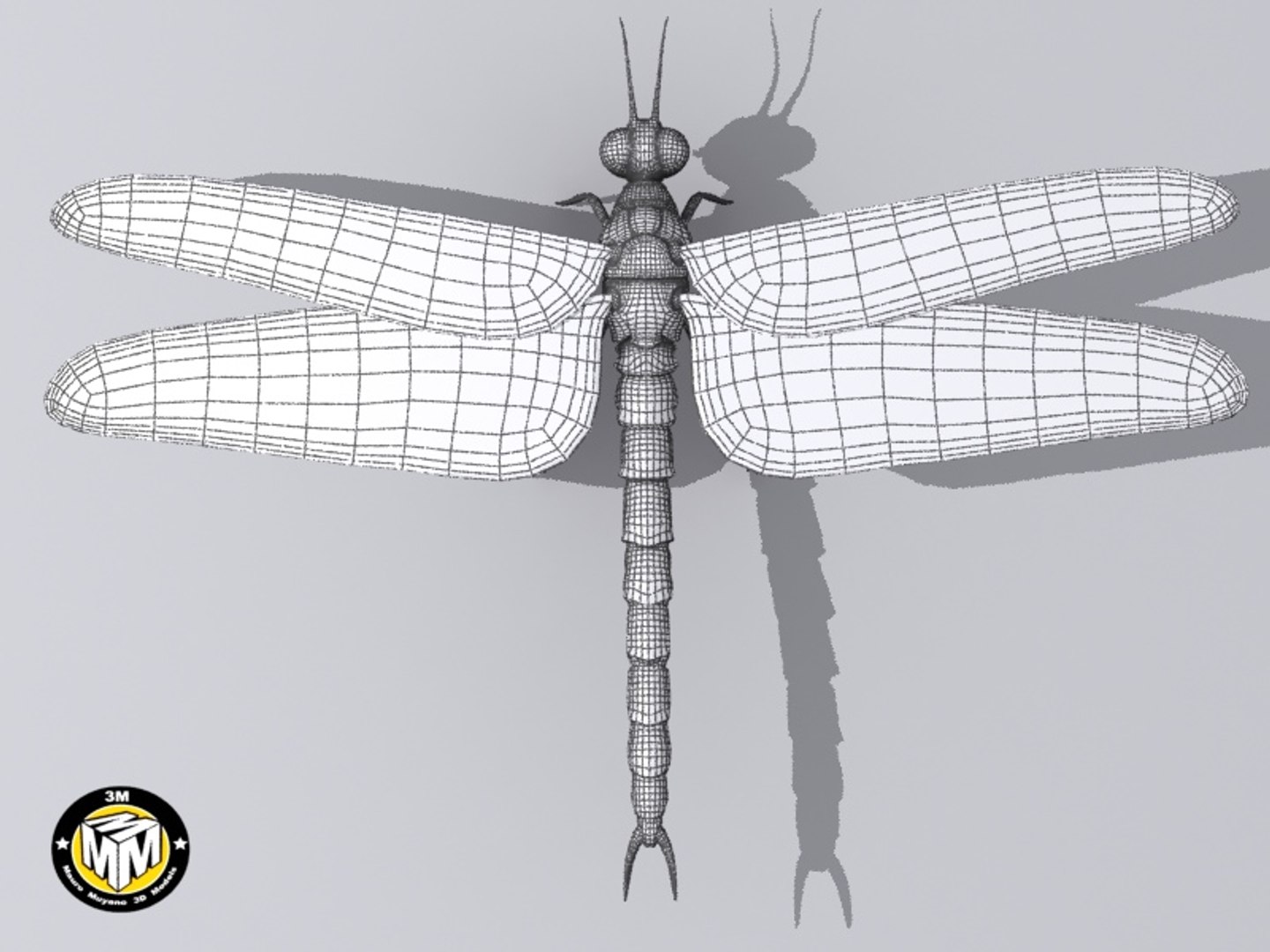 Max Insect Carboniferous