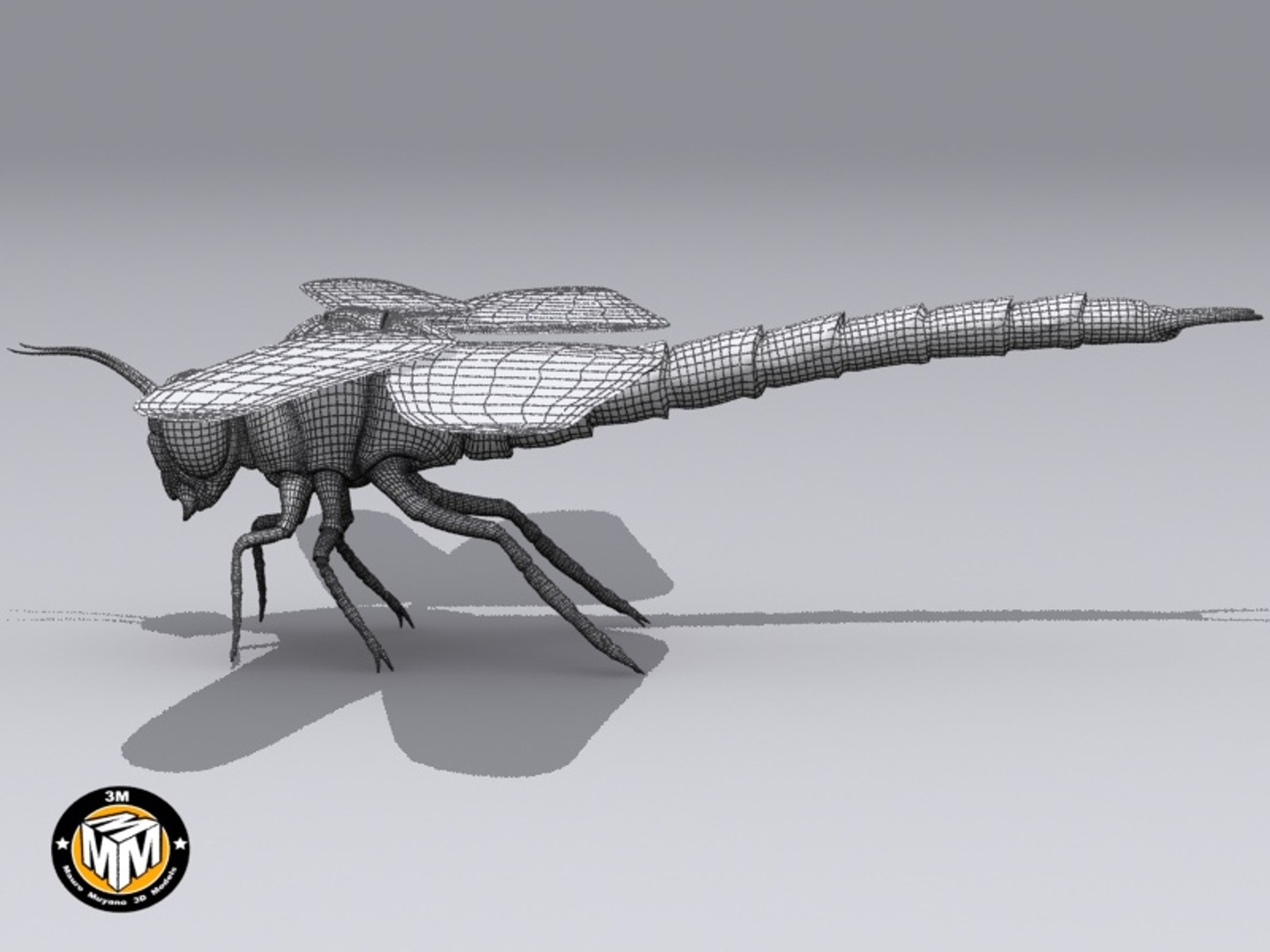 Max Insect Carboniferous