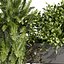 plant vol 1059 - fern - bush - leaf - box