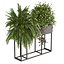 plant vol 1059 - fern - bush - leaf - box
