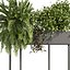 plant vol 1059 - fern - bush - leaf - box