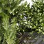 plant vol 1059 - fern - bush - leaf - box