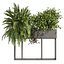 plant vol 1059 - fern - bush - leaf - box