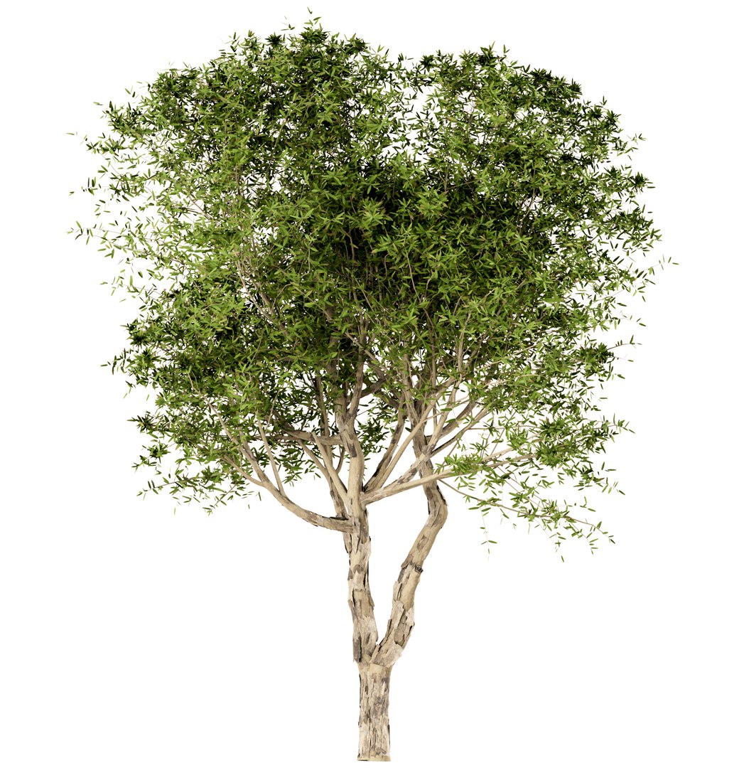 Set Of Broad Leaved Paperbark Trees Melaleuca Quinquenervia 3 Trees 3D ...