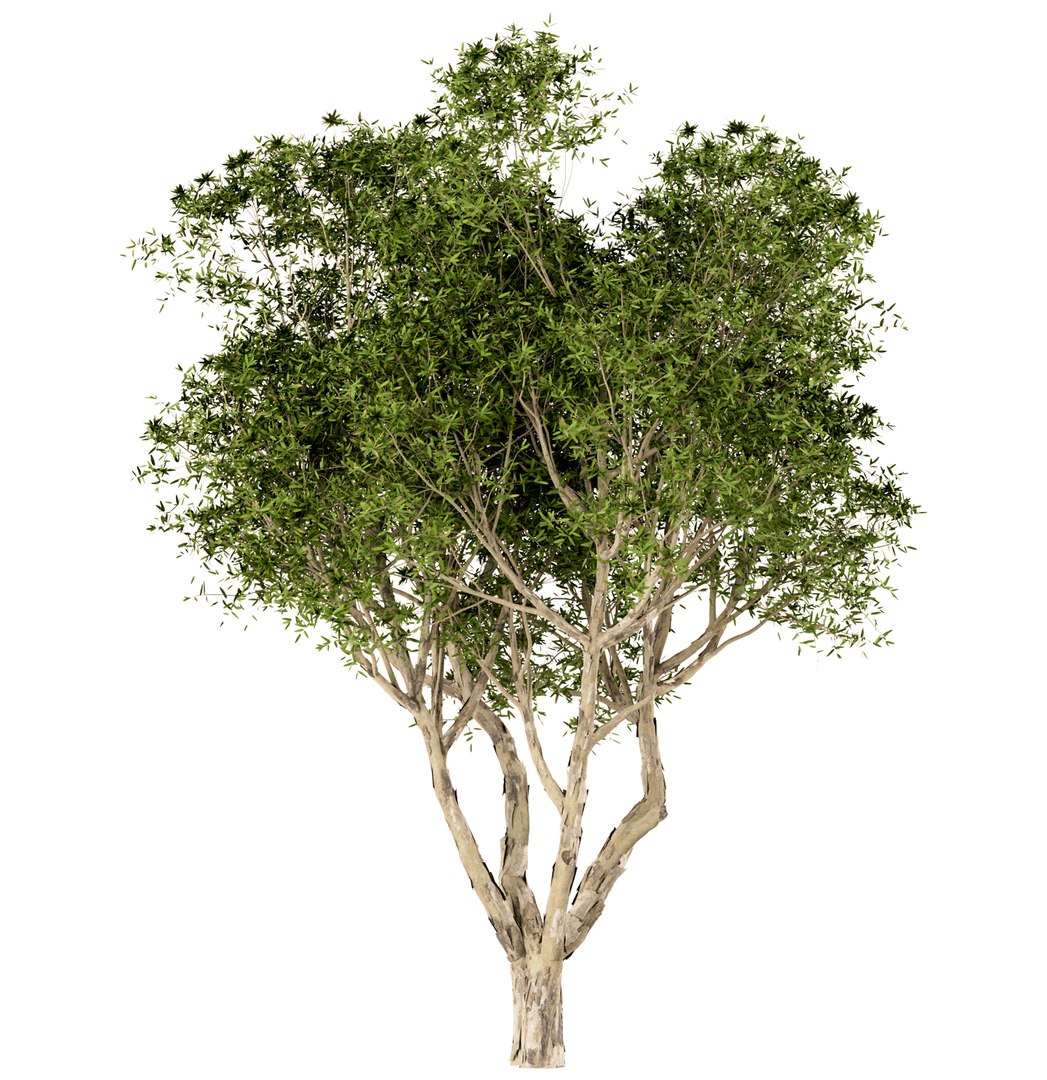 Set Of Broad Leaved Paperbark Trees Melaleuca Quinquenervia 3 Trees 3D ...