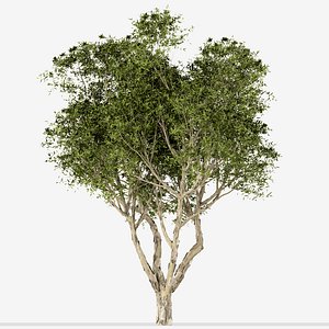 Set of Broad Leaved Paperbark Trees Melaleuca Quinquenervia 3 Trees 3D model