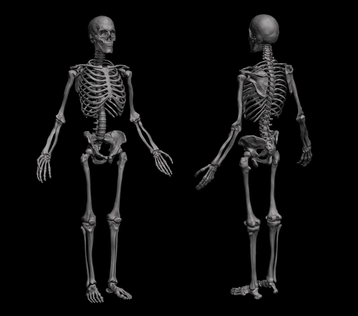Anatomical Human Skeleton 3D Model Biology Diagrams