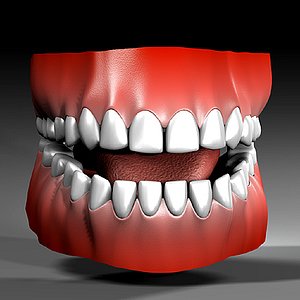 3d model human mouth