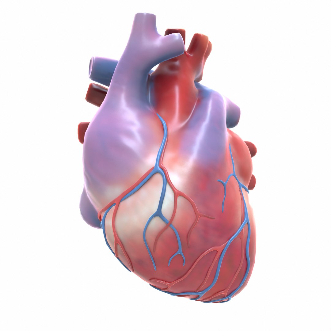 3D modeled human heart model - TurboSquid 1655087