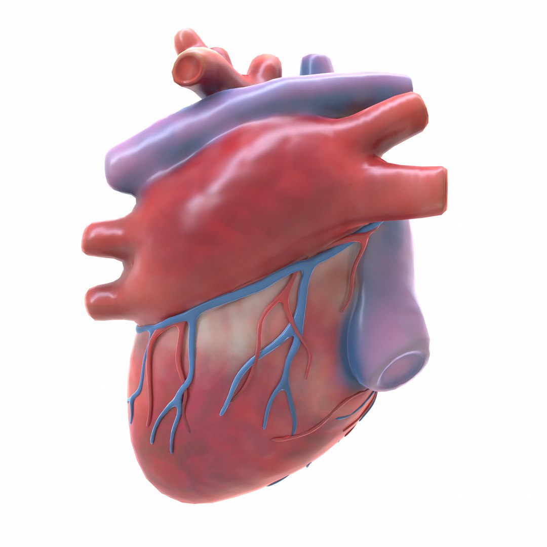 3d Modeled Human Heart Model - Turbosquid 1655087