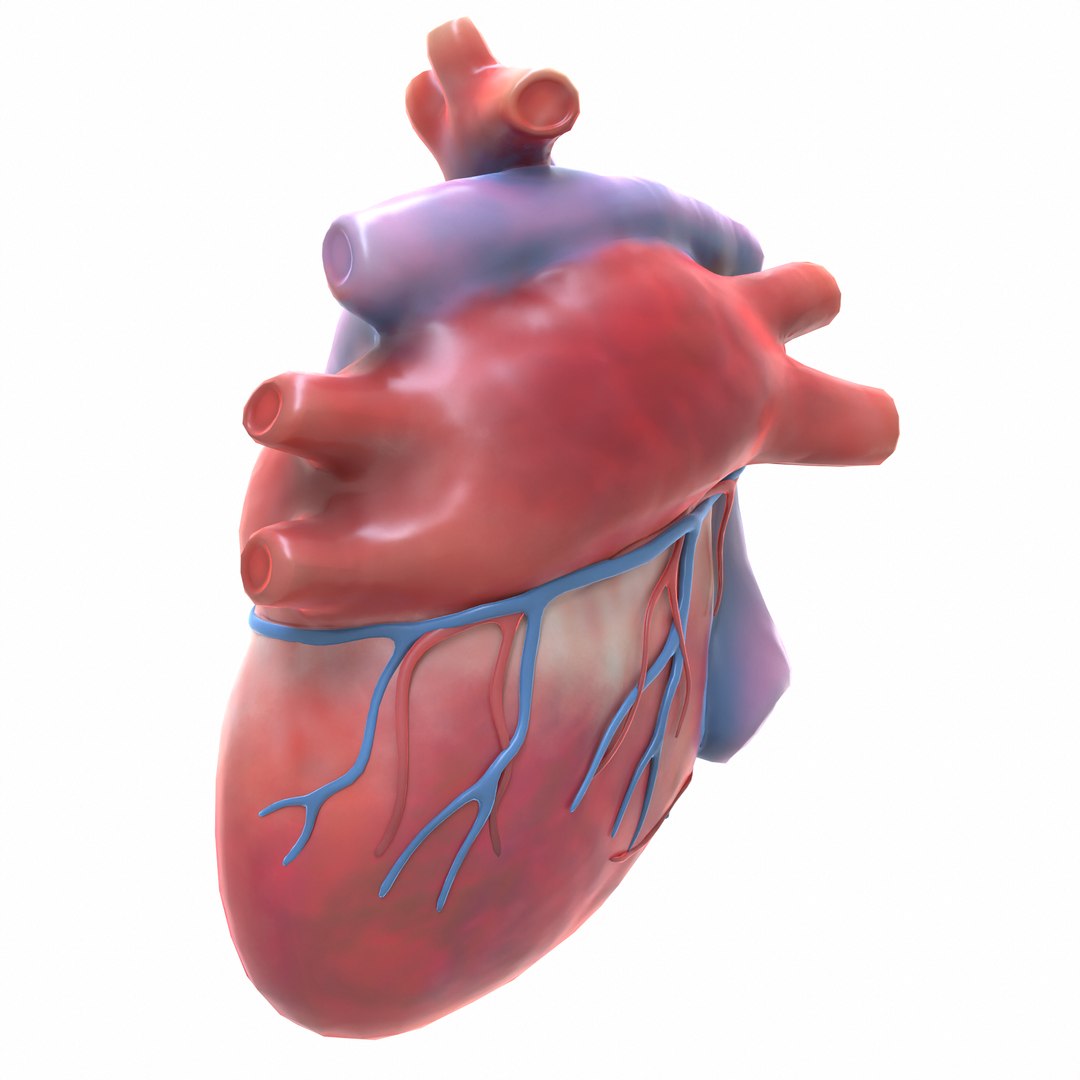 3D modeled human heart model - TurboSquid 1655087