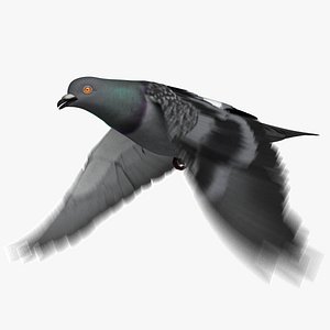 3D model dark rock pigeon dove
