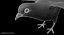 Dark Rock Pigeon (Animated)