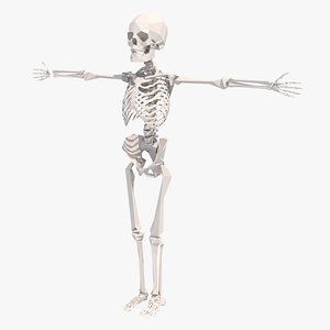 stylized rigged skeleton animation 3d x