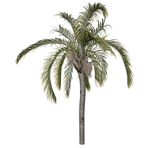 Queen Palm Tree - 05 - 3D