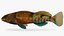Collezione Darter Fish 3