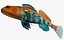 Collezione Darter Fish 3