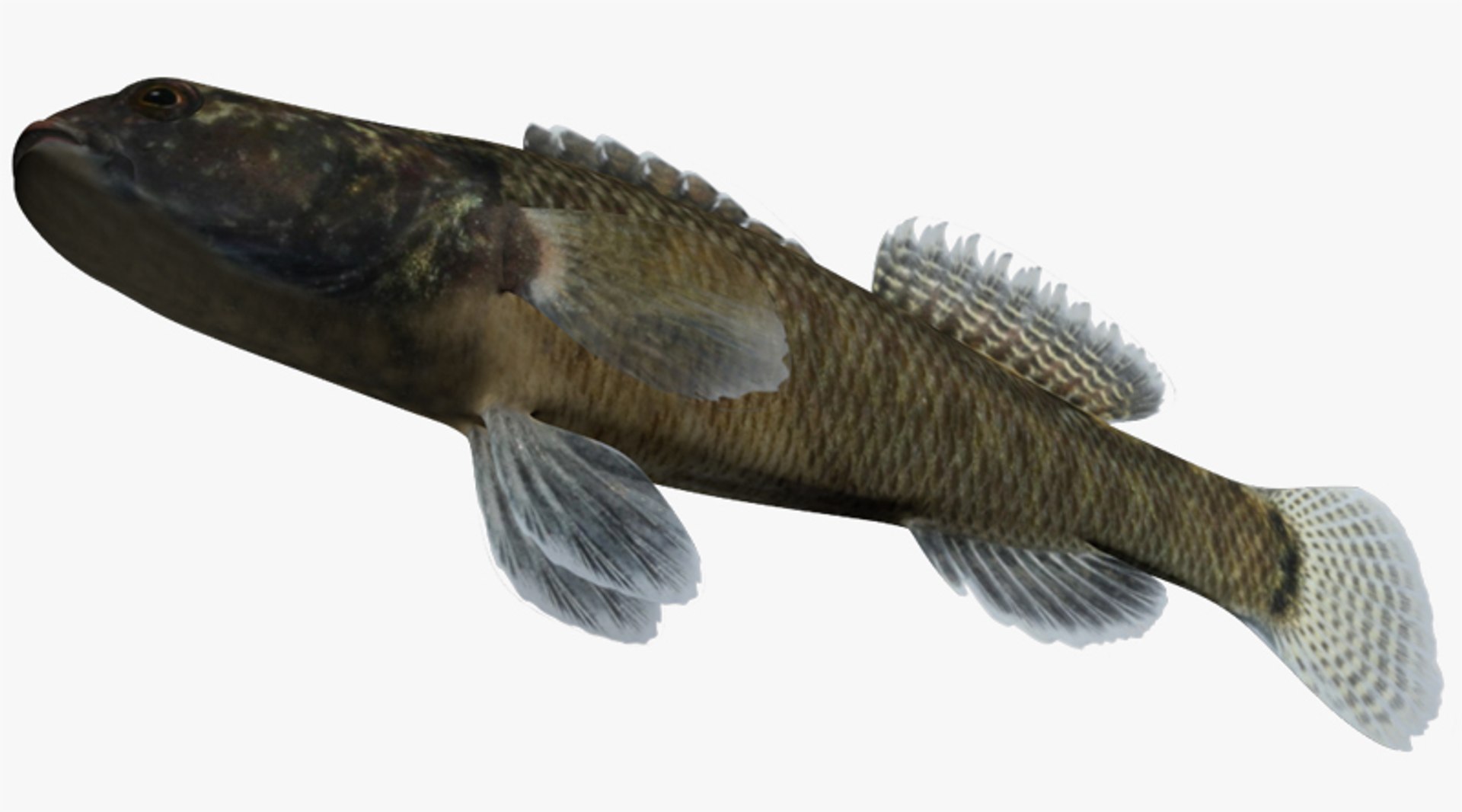 darter fish x https://p.turbosquid.com/ts-thumb/q3/OS9D8I/4x3z0M3S/2/jpg/1453382964/1920x1080/fit_q87/1646910ac05d0b1031cd99dc420c96e3c5bd971c/2.jpg