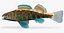 Collezione Darter Fish 3