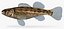 Collezione Darter Fish 3