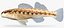 Collezione Darter Fish 3