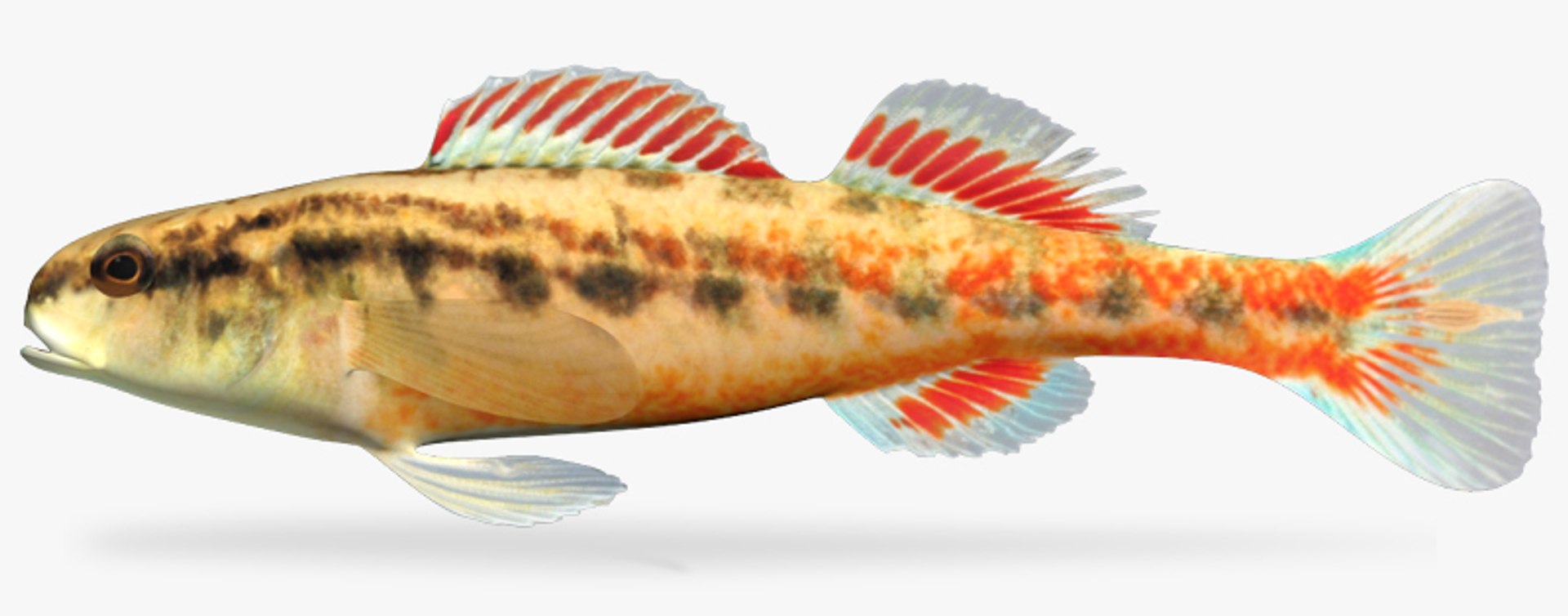 darter fish x https://p.turbosquid.com/ts-thumb/q3/OS9D8I/AWXjBJWj/1/jpg/1453379786/1920x1080/fit_q87/b10ab86bf6297698c6b378c7340187715ea11e9c/1.jpg