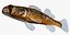 Collezione Darter Fish 3
