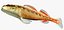 Collezione Darter Fish 3