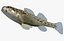Collezione Darter Fish 3